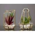 Cây trồng trong nhà bán chạy bằng kính Terrarium Geometric